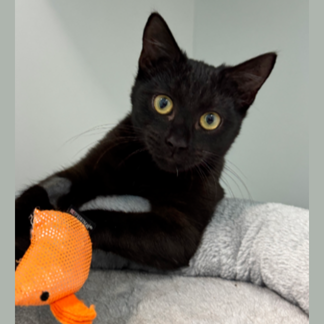 Photo of Liquorice