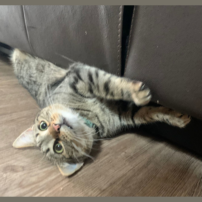 Photo of Archer