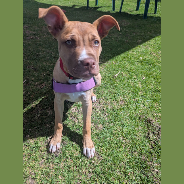 Photo of Clover