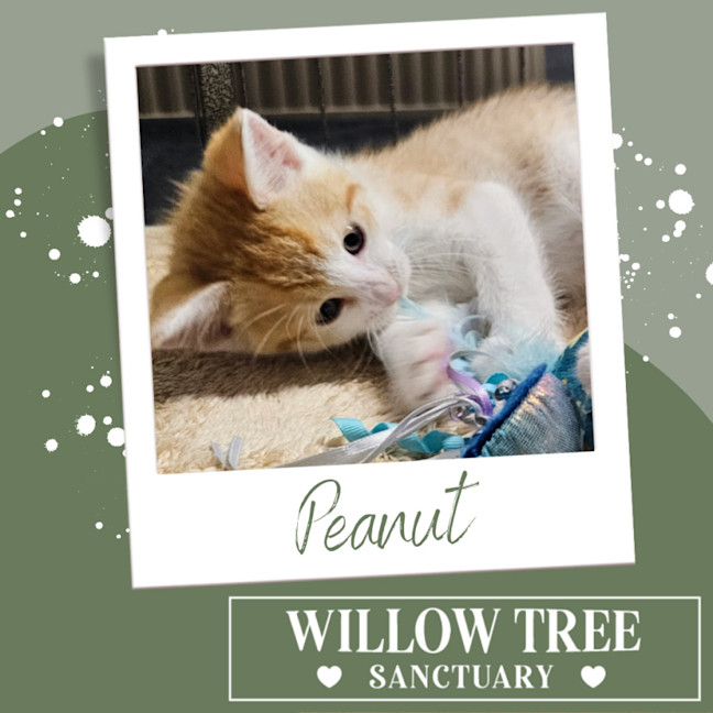 Photo of Peanut