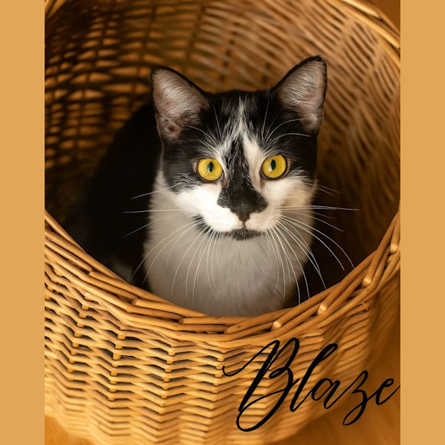 Photo of 🐈‍⬛ Blaze 💕