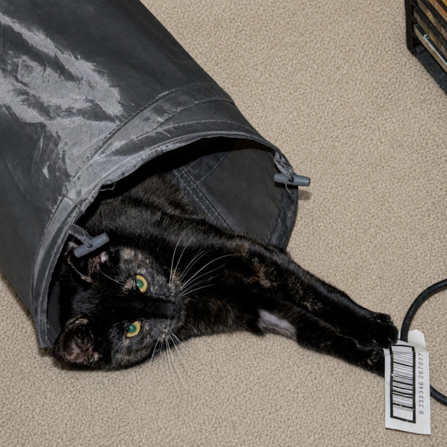 Photo of Freya