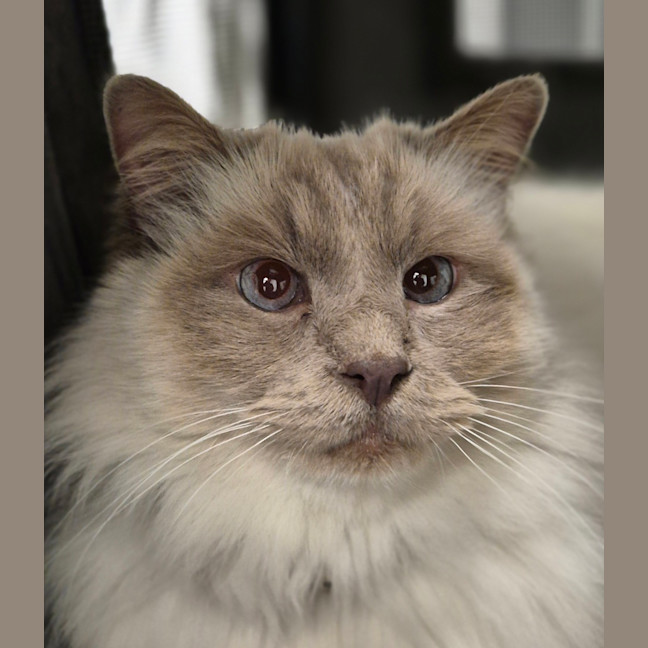 Photo of Leo