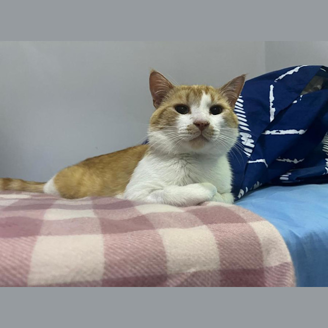 Photo of Pumpkin