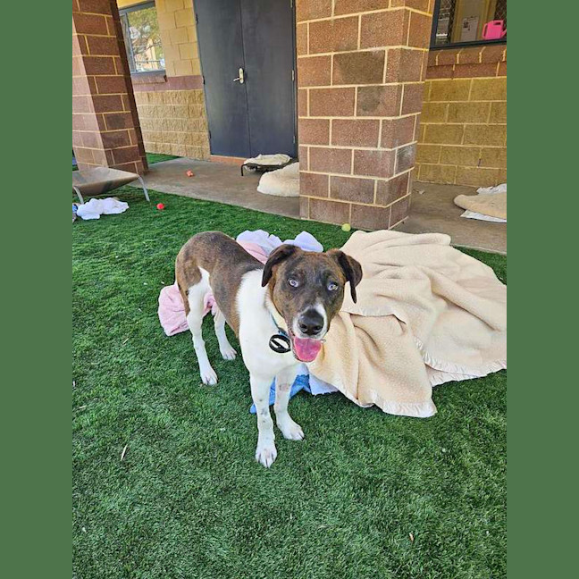 Photo of Atlas