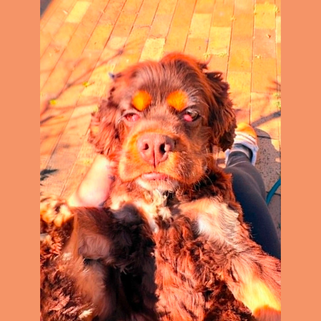 Photo of Remi