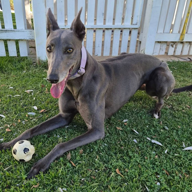 Photo of Nirvana The Greyhound