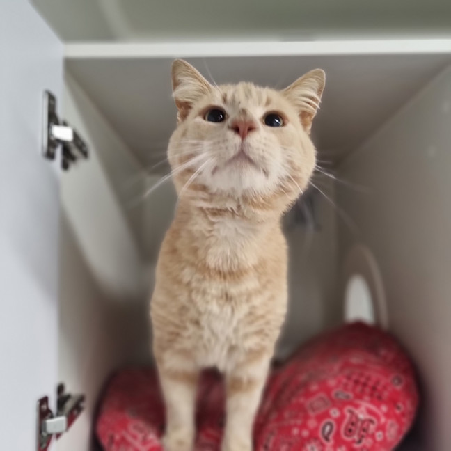 Photo of Custard