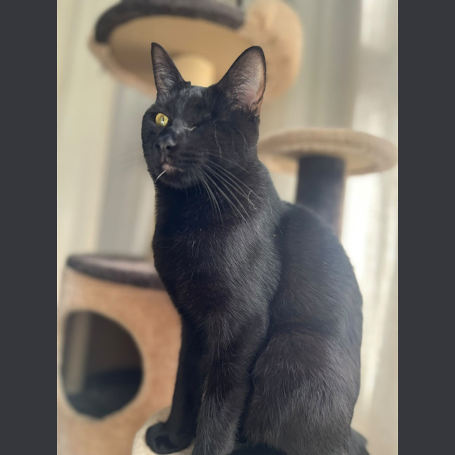 Photo of Patches