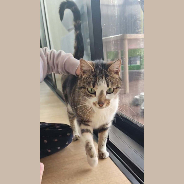 Photo of Mishka (Was Miss Fish Stick)