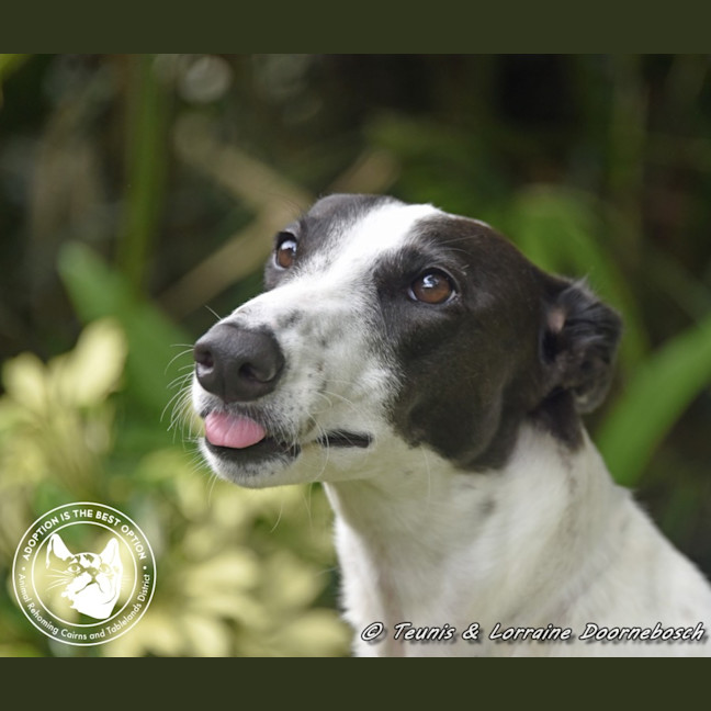 Photo of Minnie (Racing Name Mischievous Mini)