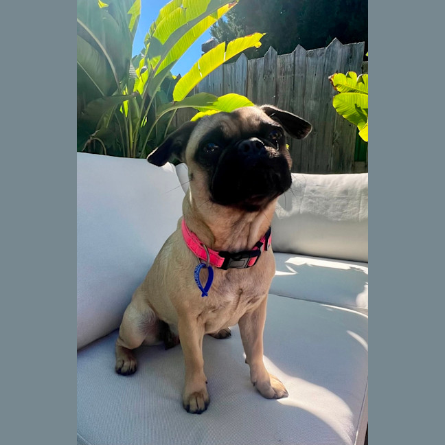 Photo of Rumi   10 Month Old French Bulldog X Pug
