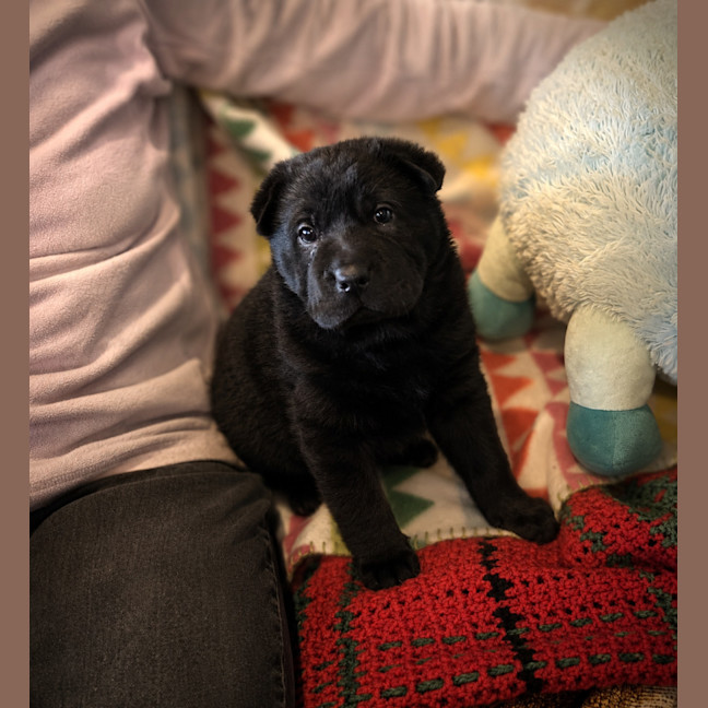 Photo of Stella