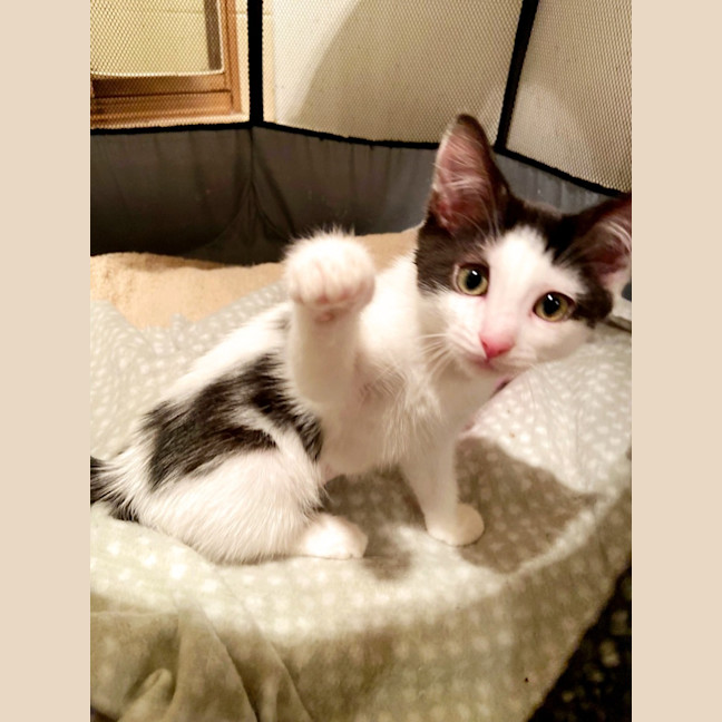 Photo of Ariel