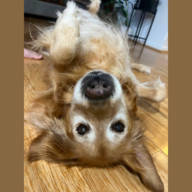 Photo of Daisy And Tonka