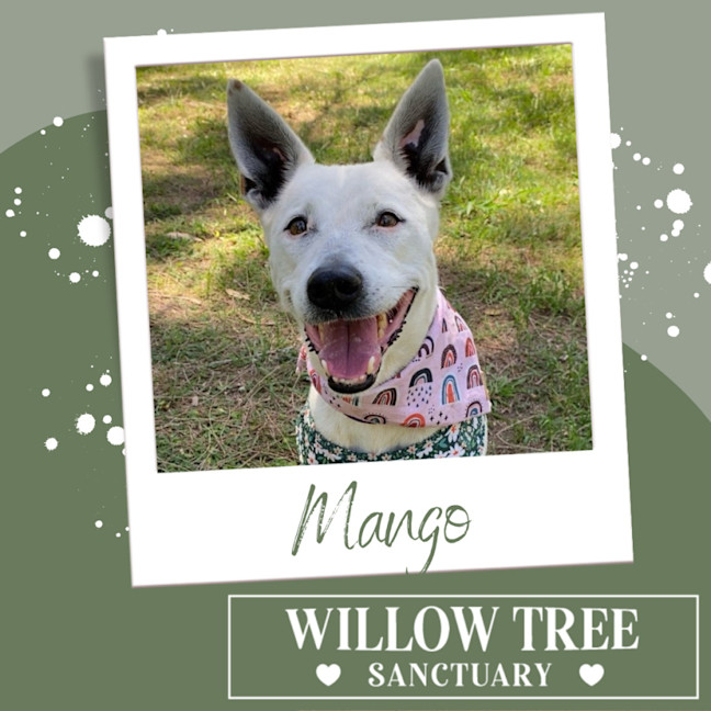 Photo of Mango
