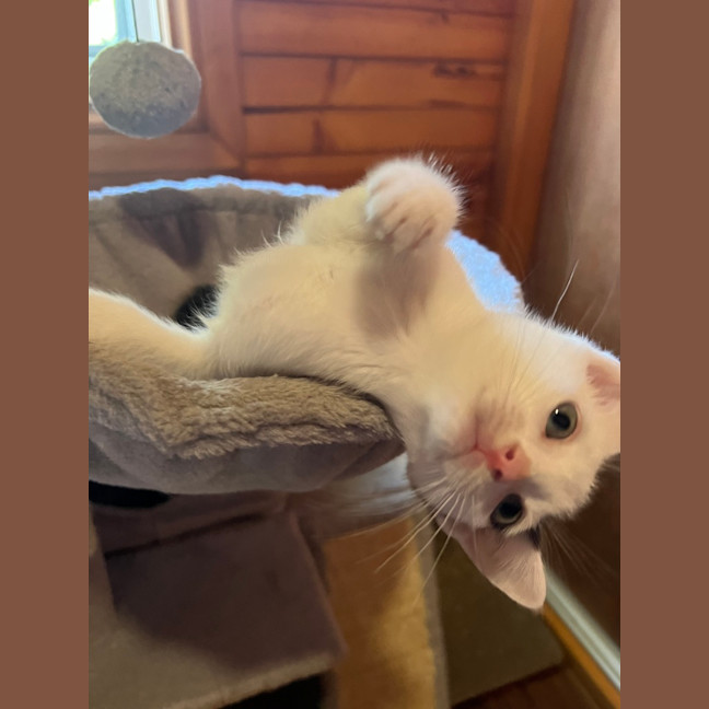 Photo of Littlefoot