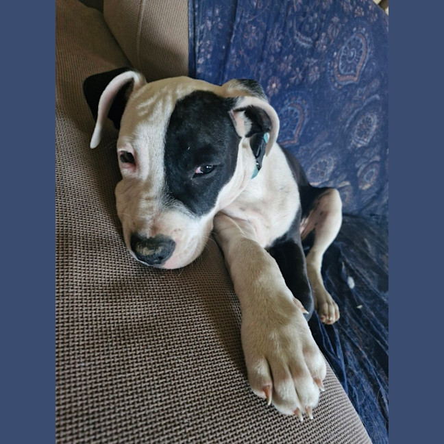 Photo of Inka
