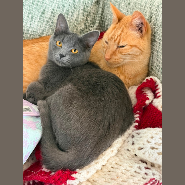 Photo of Sunny, Comet And Fox