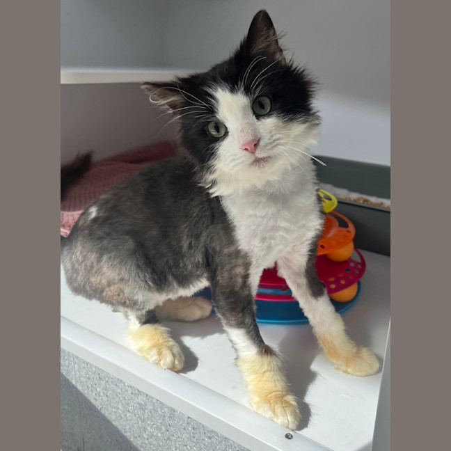 Photo of Benson Boone