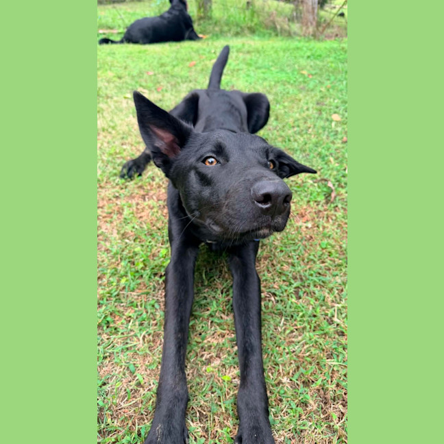 Photo of Harley