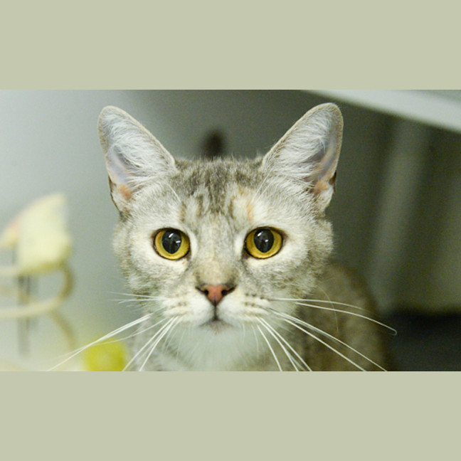 Photo of Guinevere
