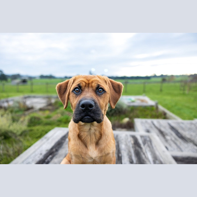Photo of Lotti