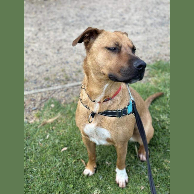 Photo of Nova