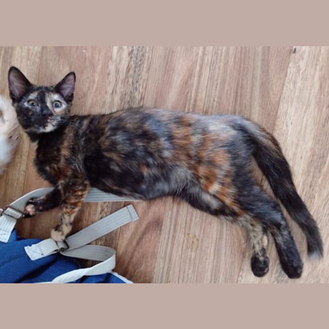 Photo of Checkers