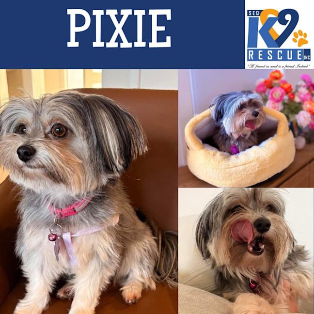 Photo of Pixie