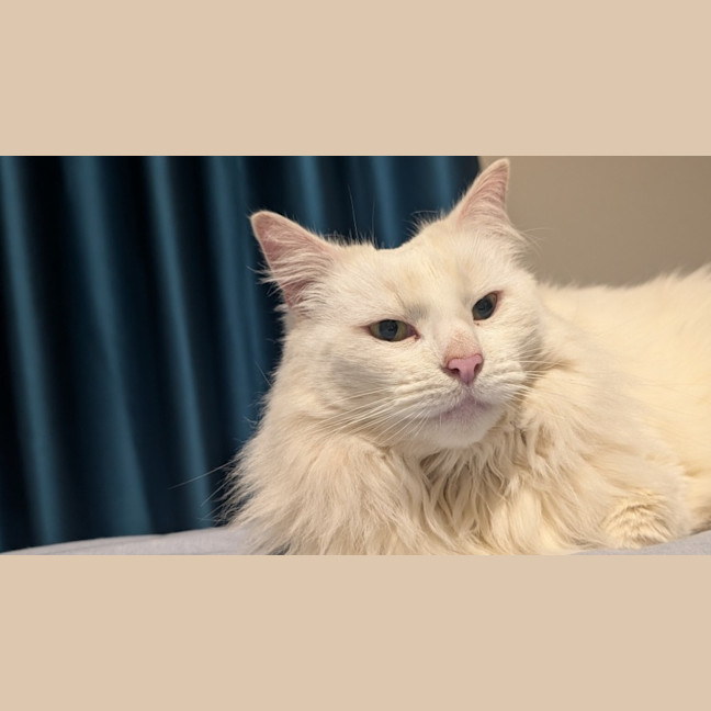 Photo of Snowball