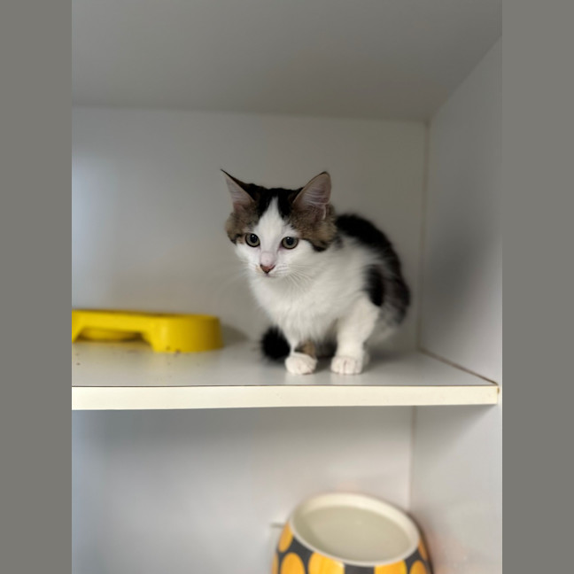 Photo of Cheddar