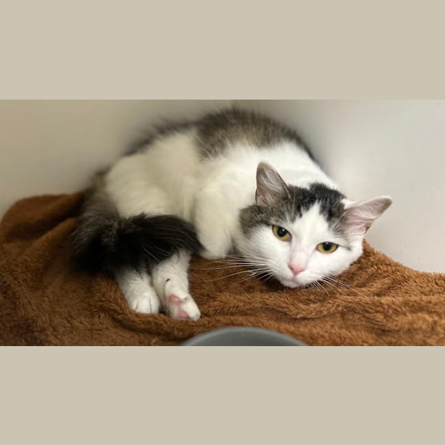 Photo of Diamond