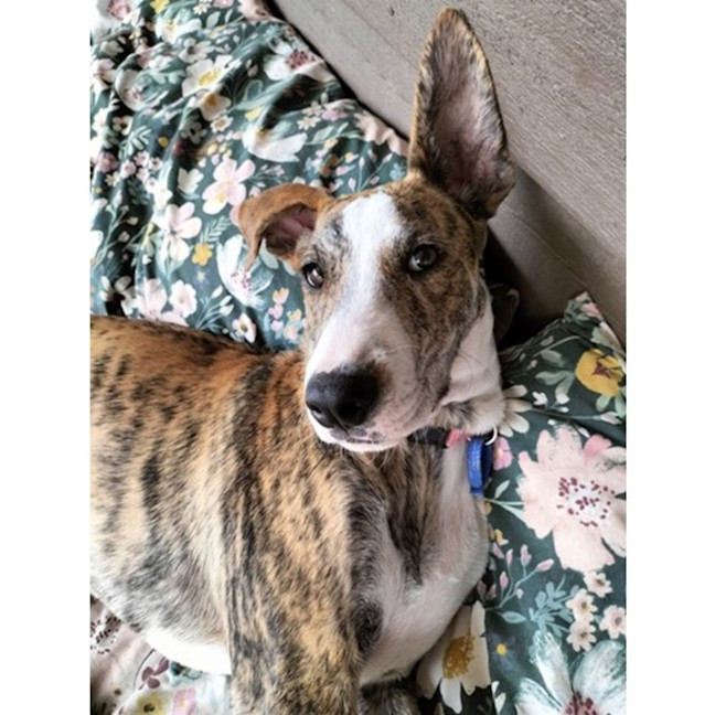 Photo of Dandie *$350 Adoption Fee*