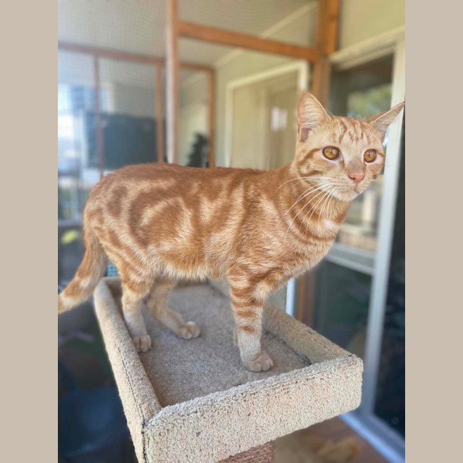 Photo of Ronald