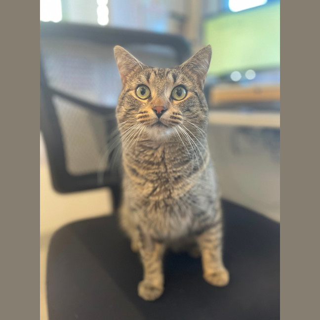 Photo of 😸 Clyde 5373😸