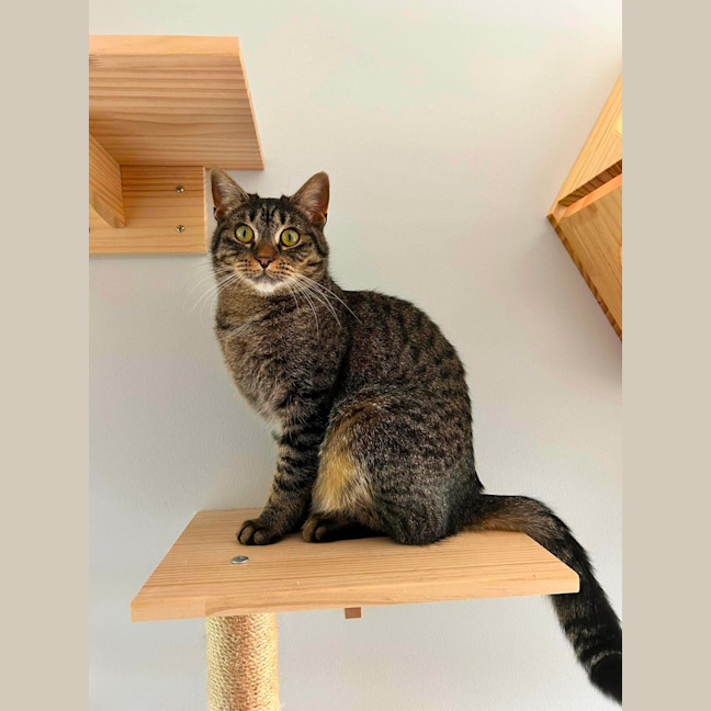 Photo of Peggy Sue *9 Lives Project Rescue*
