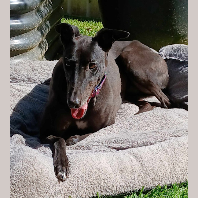 Photo of Sarah, The Greyhound