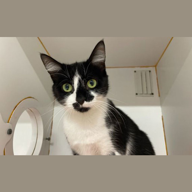 Photo of Kitty Purry