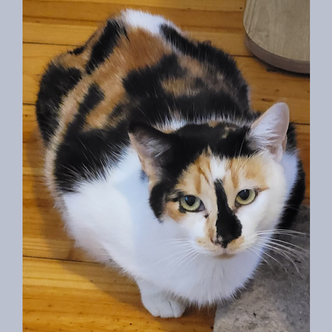 Photo of Indi 