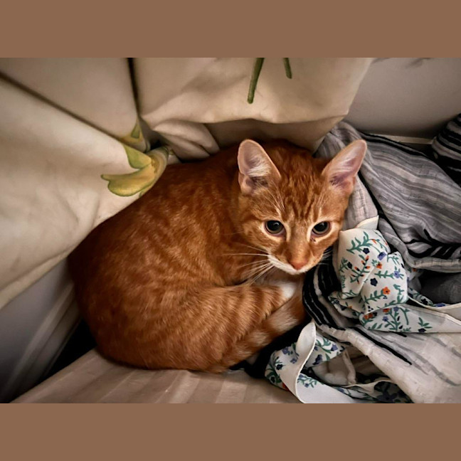 Photo of Comet