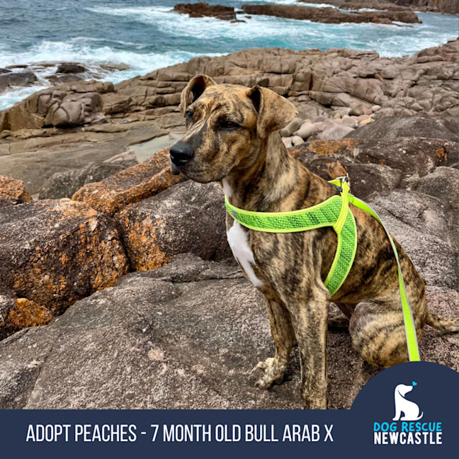 Photo of Peaches   7 Month Old Bull Arab X (On Trial)
