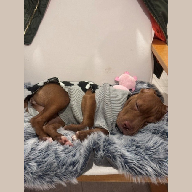 Photo of Lulu   5 Month Old Staffy X
