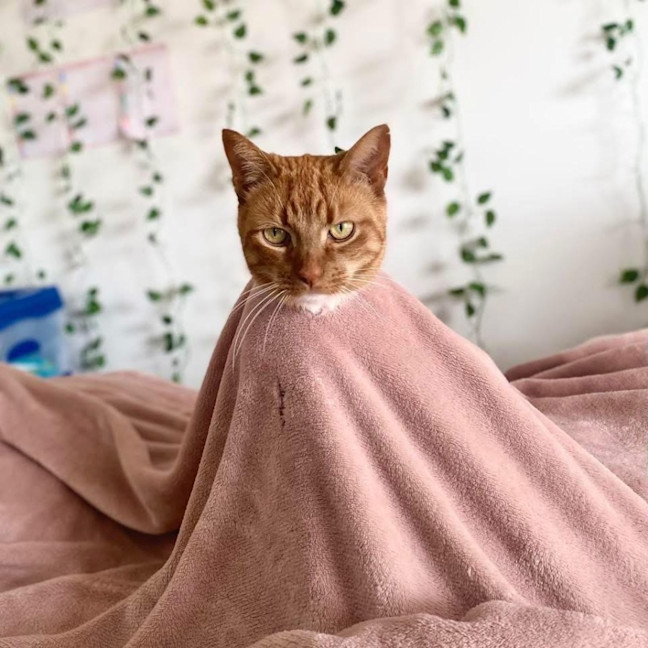 Photo of 12954   Meow Meow