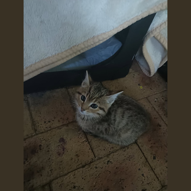 Photo of Fern