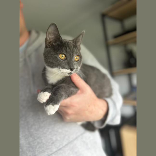 Photo of Mittens