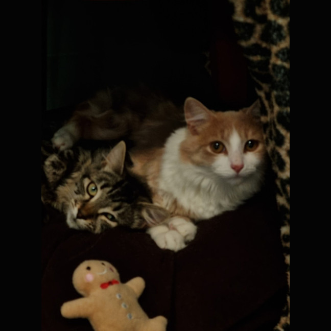 Photo of Aslan And Jadis