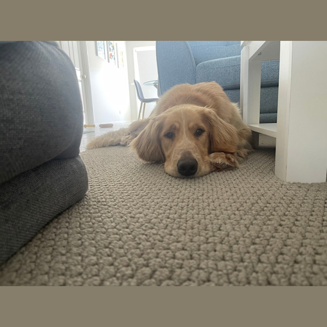 Photo of Basil
