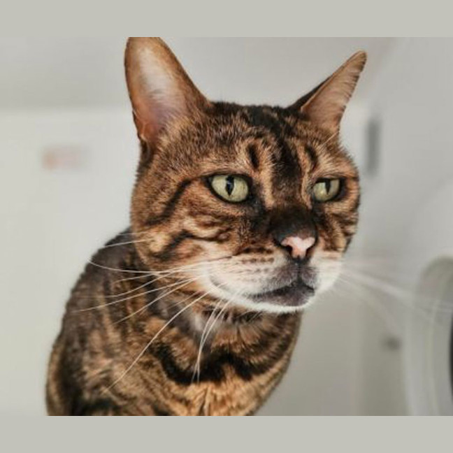 Photo of Apollo