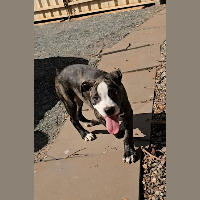 Photo of Rusty
